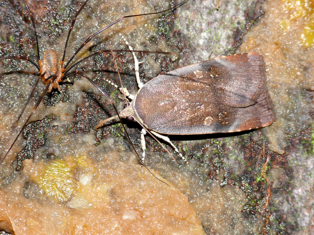 Bild Nr.10102 zum Vergrößern klicken Bild Nr.10102