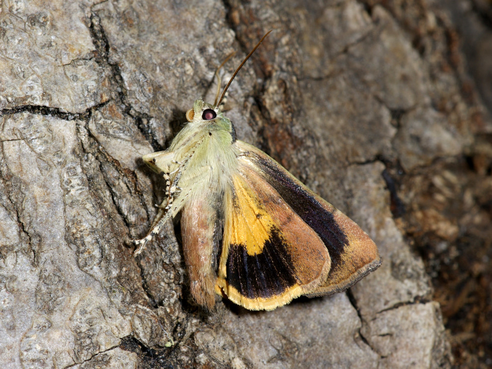 Bild Nr.10102 zum Vergrößern klicken Bild Nr.10102