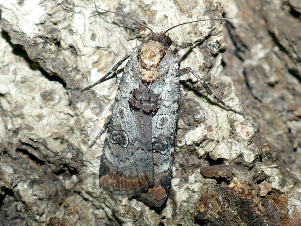 Bild Nr.10108 zum Vergrößern klicken Bild Nr.10108