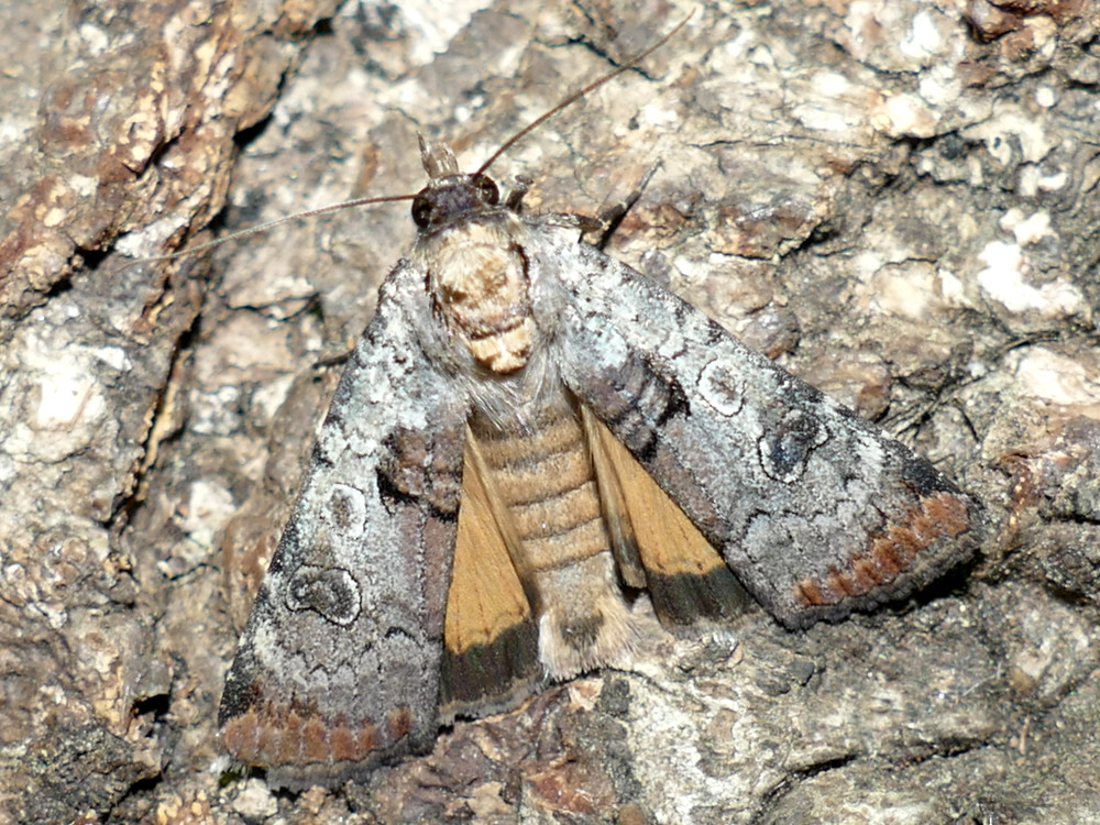 Bild Nr.10108 zum Vergrößern klicken Bild Nr.10108