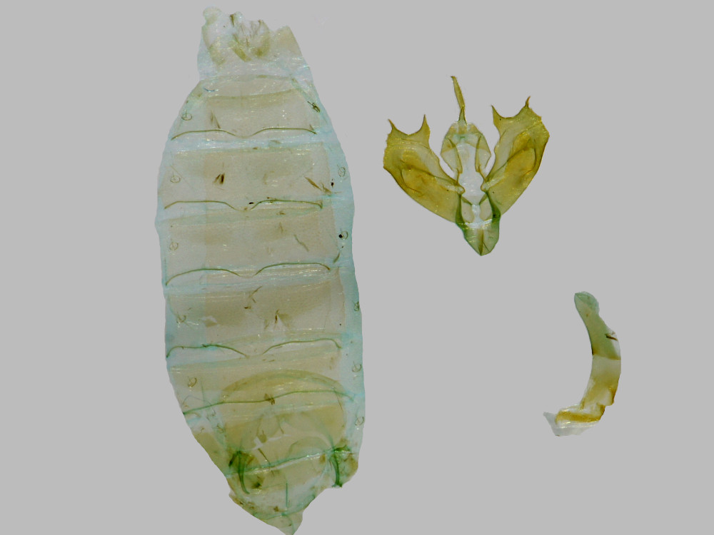 Bild Nr.10113 zum Vergrößern klicken Bild Nr.10113