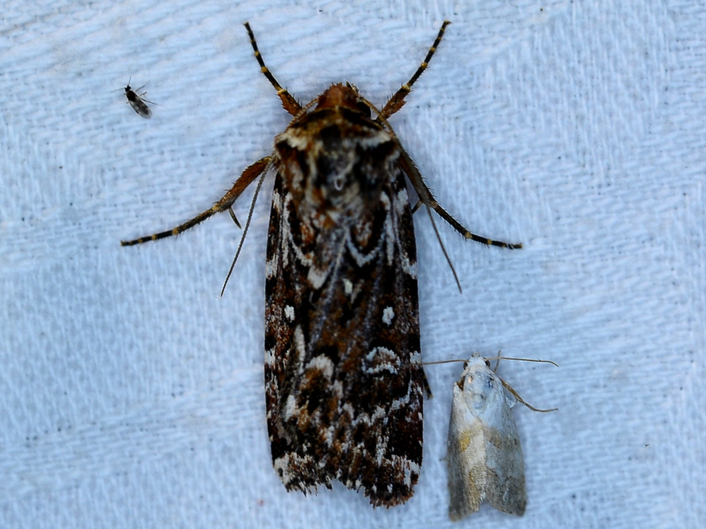 Bild Nr.10113 zum Vergrößern klicken Bild Nr.10113