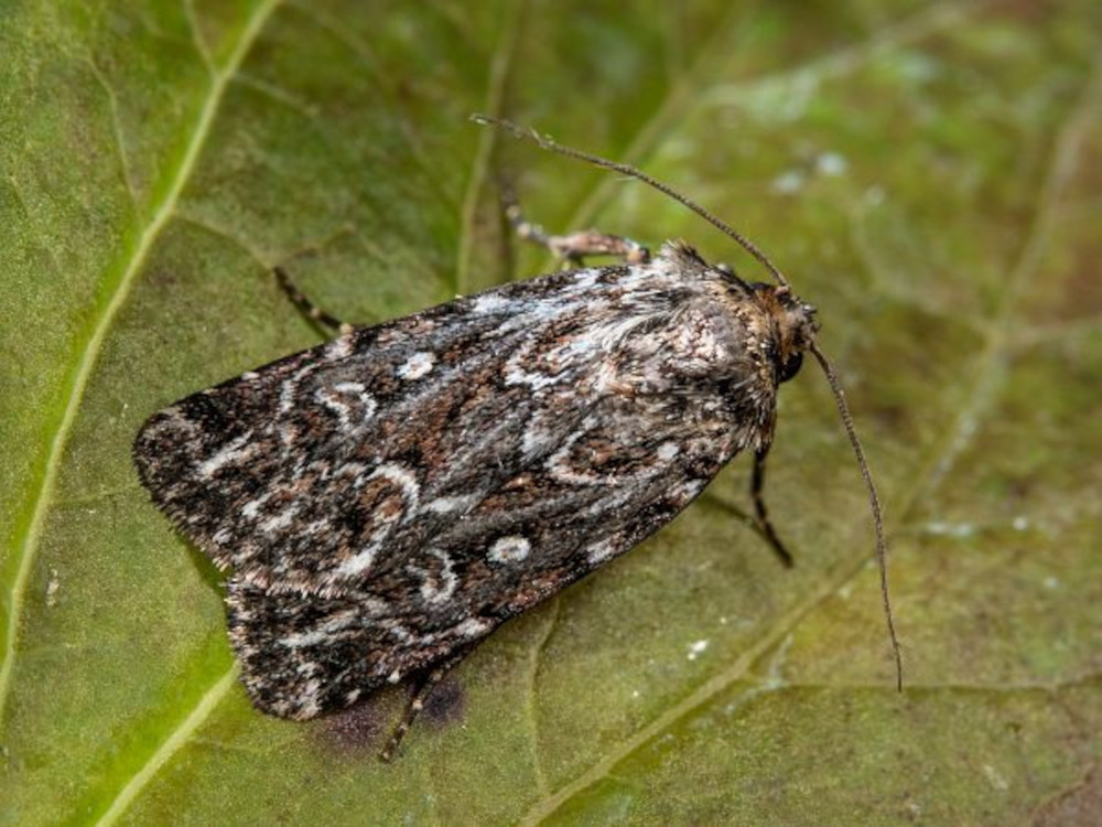 Bild Nr.10113 zum Vergrößern klicken Bild Nr.10113