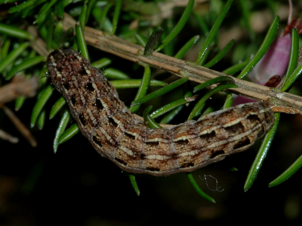 Bild Nr.10113 zum Vergrößern klicken Bild Nr.10113