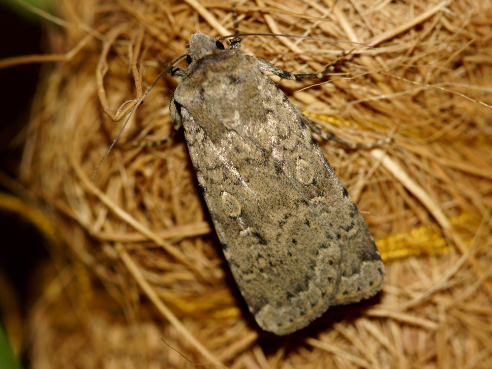 Bild Nr.10139 zum Vergrößern klicken Bild Nr.10139