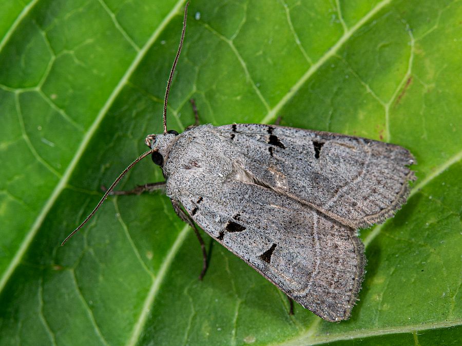 Bild Nr.10156 zum Vergrößern klicken Bild Nr.10156