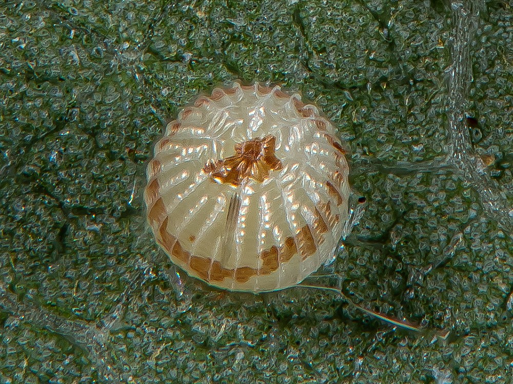 Bild Nr.10156 zum Vergrößern klicken Bild Nr.10156