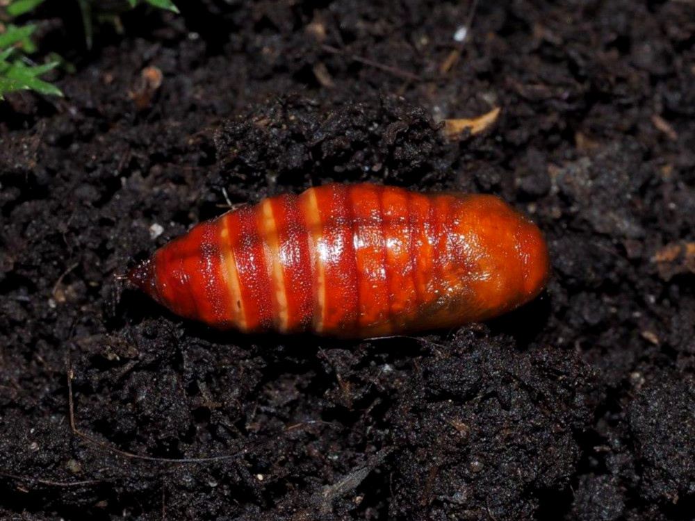 Bild Nr.10156 zum Vergrößern klicken Bild Nr.10156