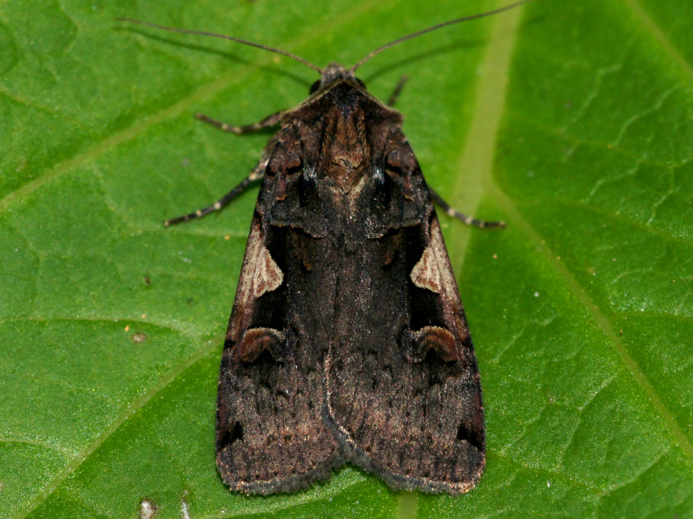 Bild Nr.10199 zum Vergrößern klicken Bild Nr.10199