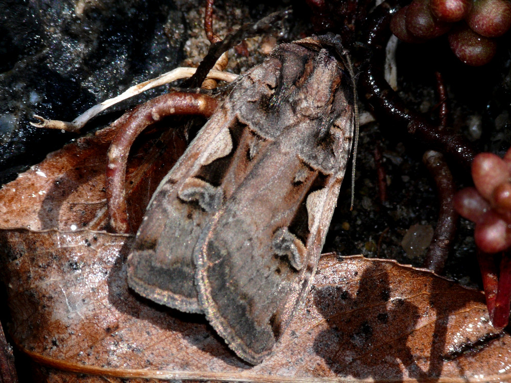 Bild Nr.10199 zum Vergrößern klicken Bild Nr.10199