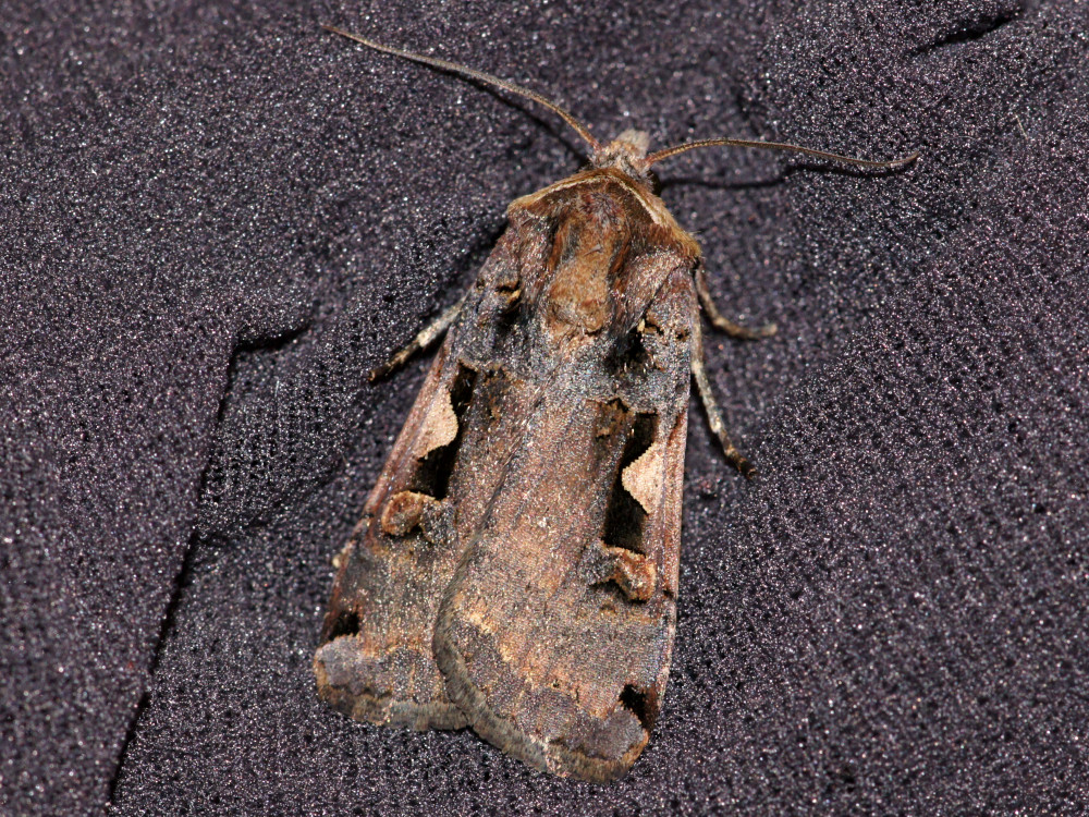 Bild Nr.10199 zum Vergrößern klicken Bild Nr.10199