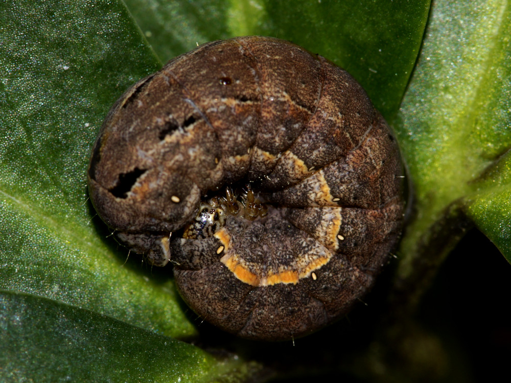 Bild Nr.10199 zum Vergrößern klicken Bild Nr.10199