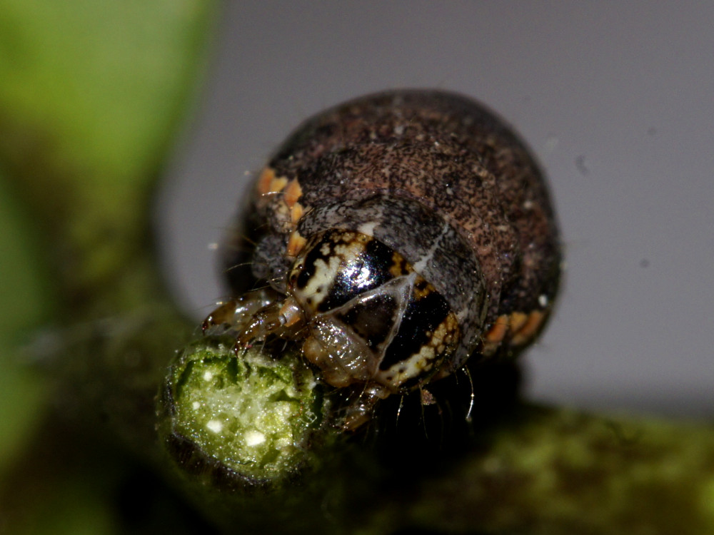 Bild Nr.10199 zum Vergrößern klicken Bild Nr.10199