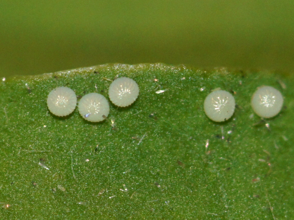 Bild Nr.10199 zum Vergrößern klicken Bild Nr.10199