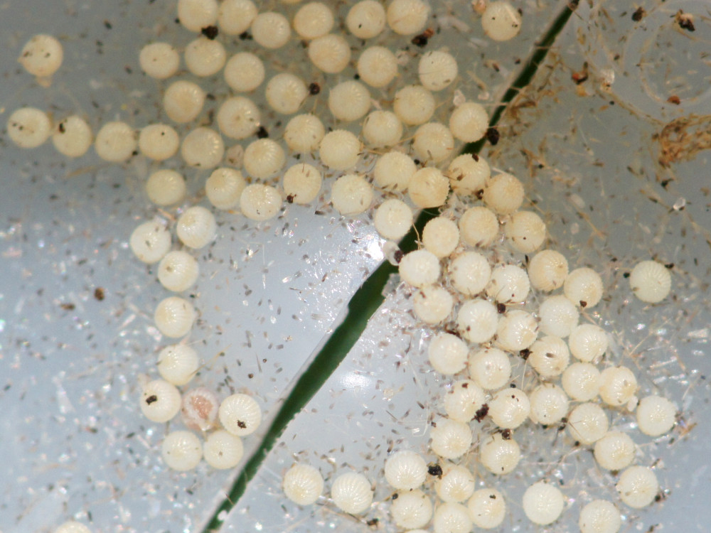 Bild Nr.10199 zum Vergrößern klicken Bild Nr.10199