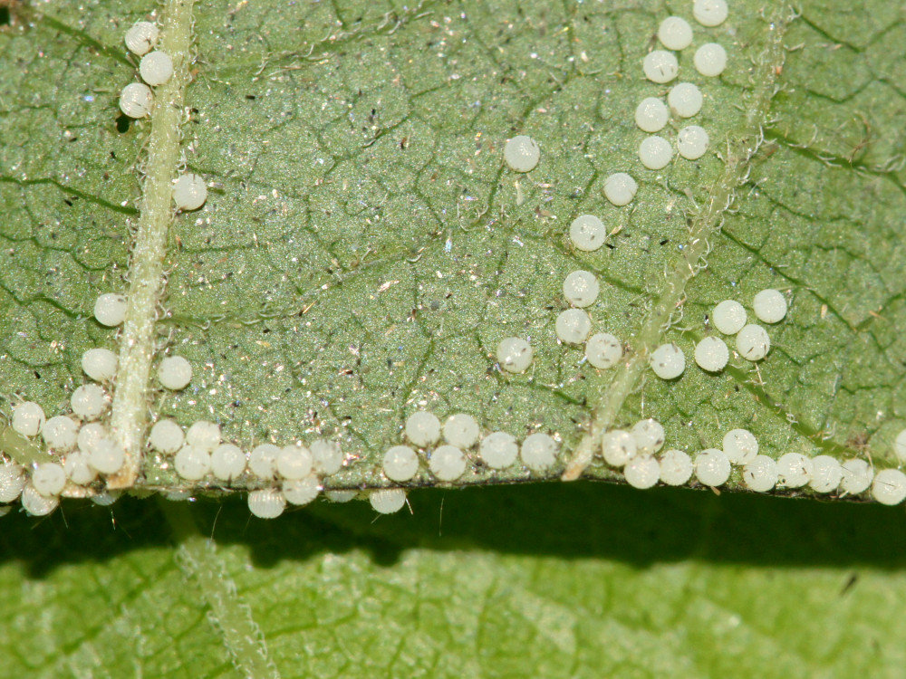 Bild Nr.10199 zum Vergrößern klicken Bild Nr.10199