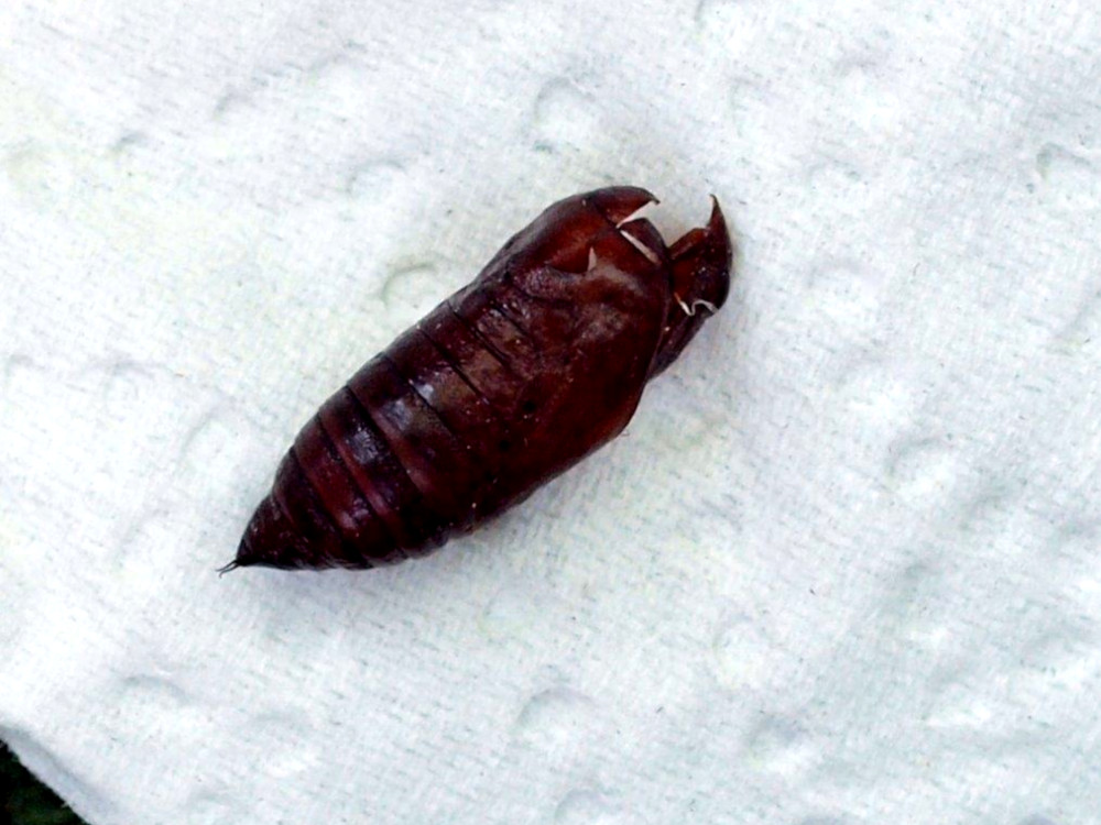 Bild Nr.10199 zum Vergrößern klicken Bild Nr.10199