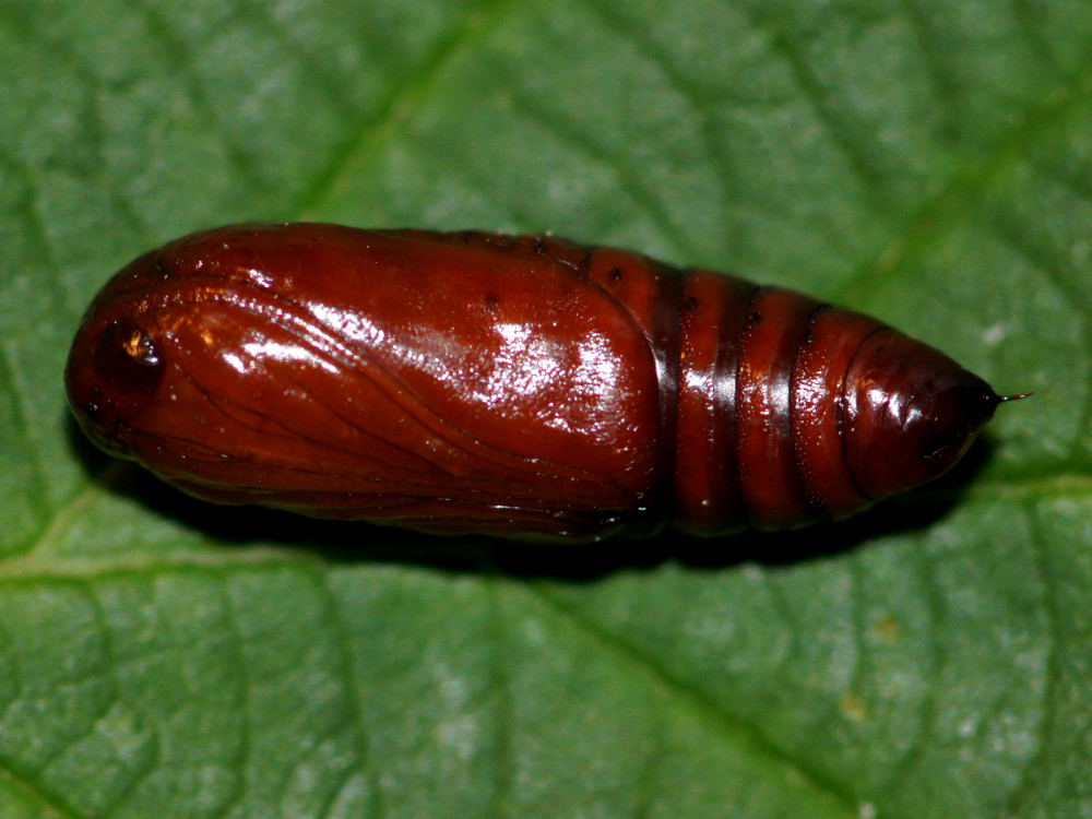 Bild Nr.10199 zum Vergrößern klicken Bild Nr.10199