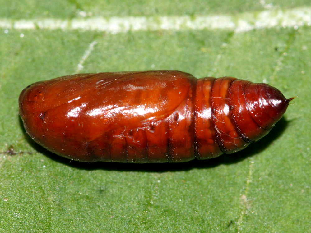 Bild Nr.10199 zum Vergrößern klicken Bild Nr.10199