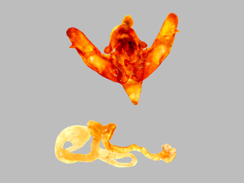 Bild Nr.10200 zum Vergrößern klicken Bild Nr.10200