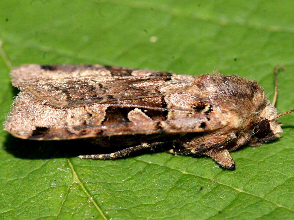 Bild Nr.10200 zum Vergrößern klicken Bild Nr.10200