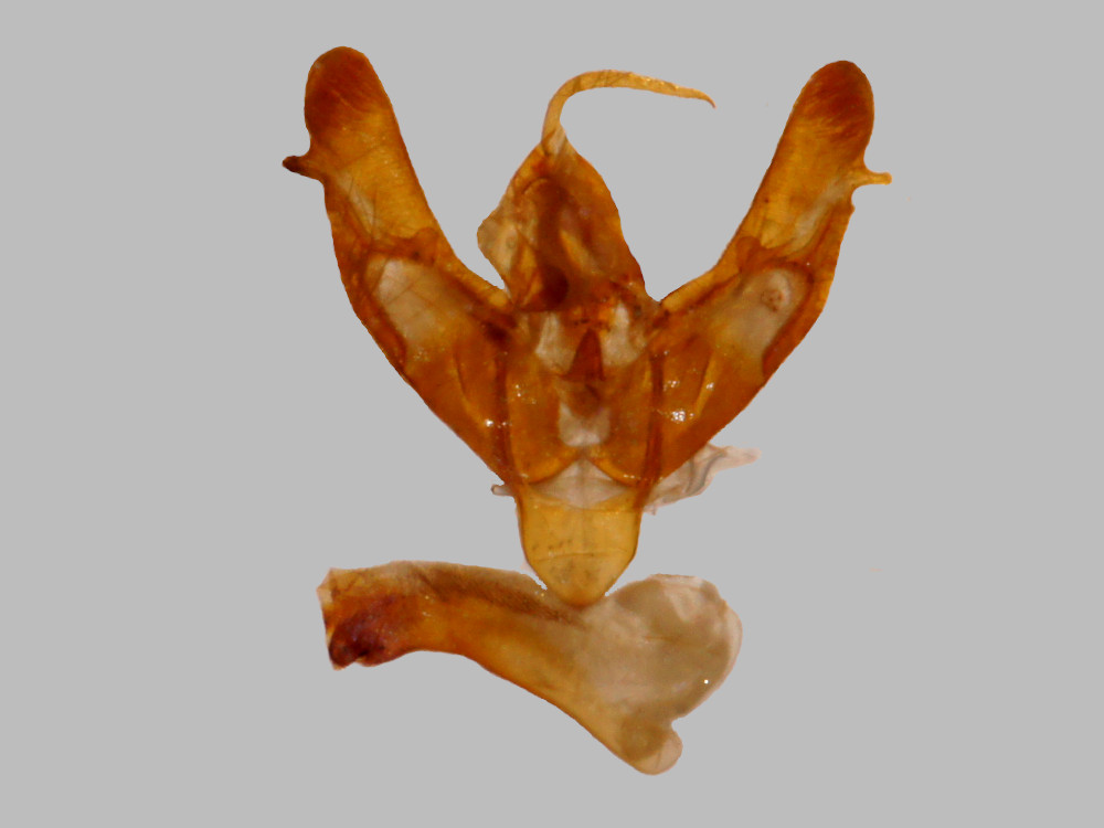 Bild Nr.10201 zum Vergrößern klicken Bild Nr.10201