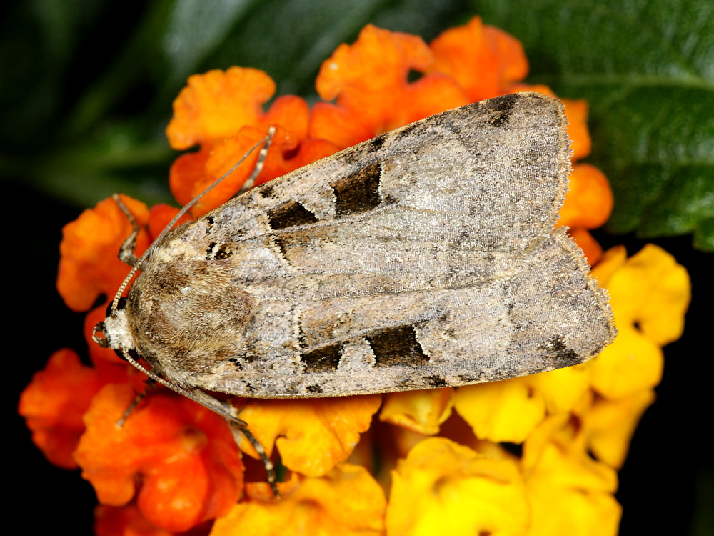 Bild Nr.10201 zum Vergrößern klicken Bild Nr.10201