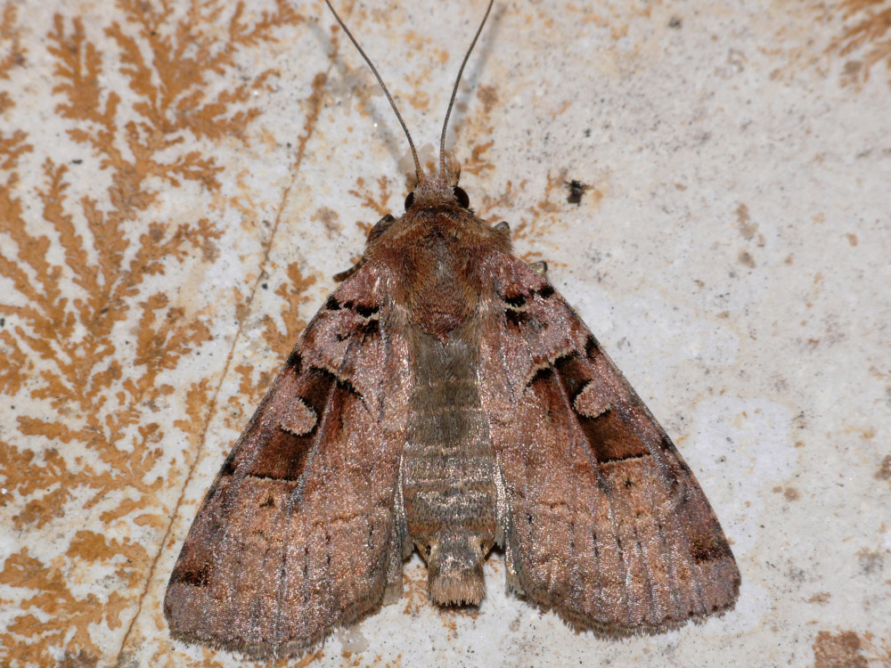 Bild Nr.10201 zum Vergrößern klicken Bild Nr.10201