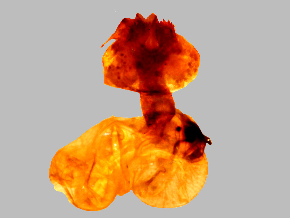 Bild Nr.10204 zum Vergrößern klicken Bild Nr.10204