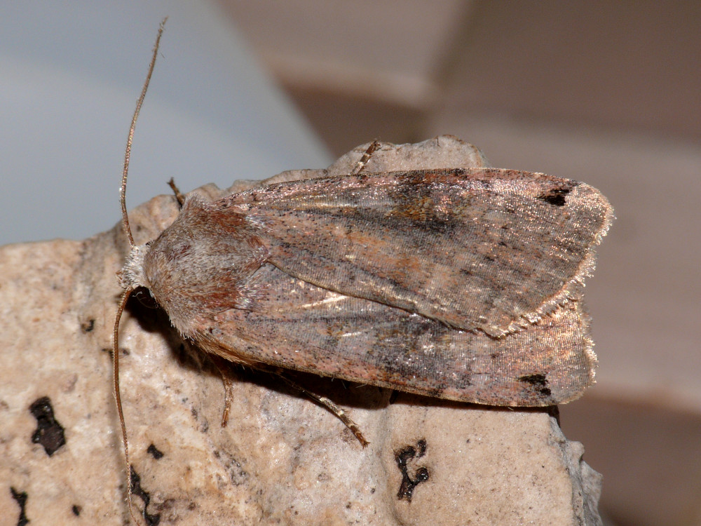 Bild Nr.10204 zum Vergrößern klicken Bild Nr.10204