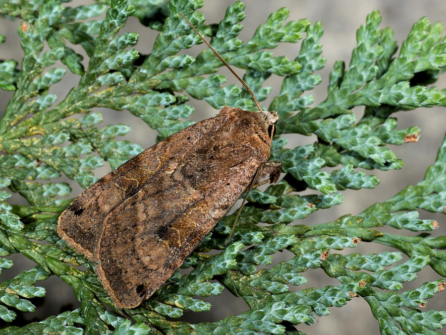 Bild Nr.10204 zum Vergrößern klicken Bild Nr.10204