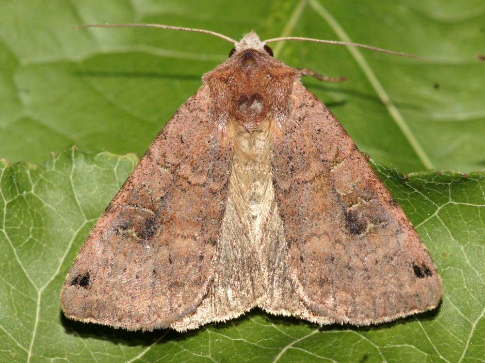 Bild Nr.10204 zum Vergrößern klicken Bild Nr.10204