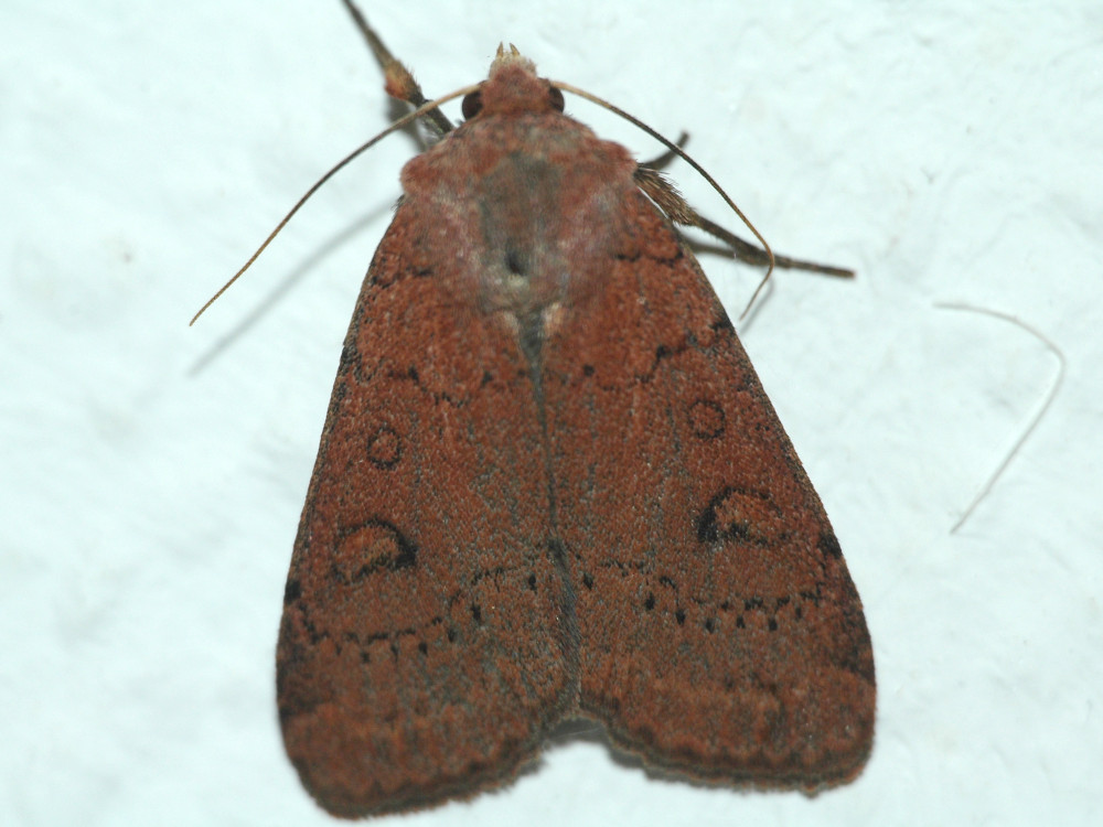 Bild Nr.10207 zum Vergrößern klicken Bild Nr.10207