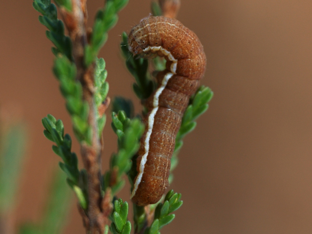 Bild Nr.10207 zum Vergrößern klicken Bild Nr.10207