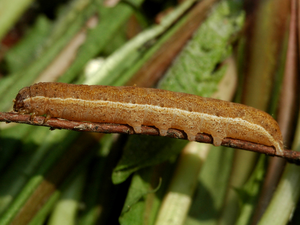 Bild Nr.10207 zum Vergrößern klicken Bild Nr.10207