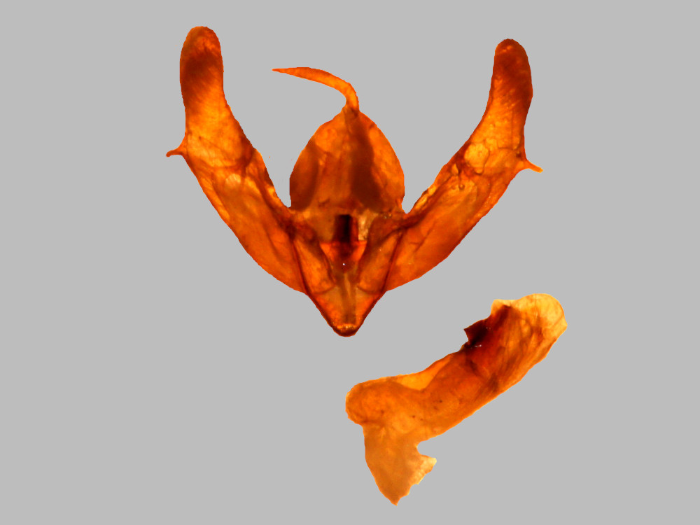 Bild Nr.10212 zum Vergrößern klicken Bild Nr.10212