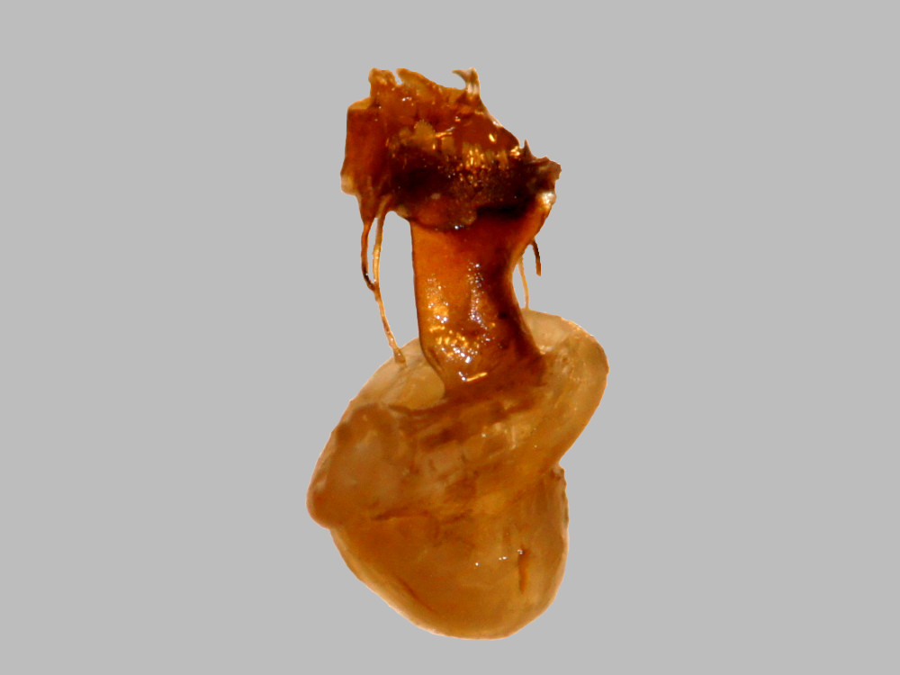 Bild Nr.10212 zum Vergrößern klicken Bild Nr.10212