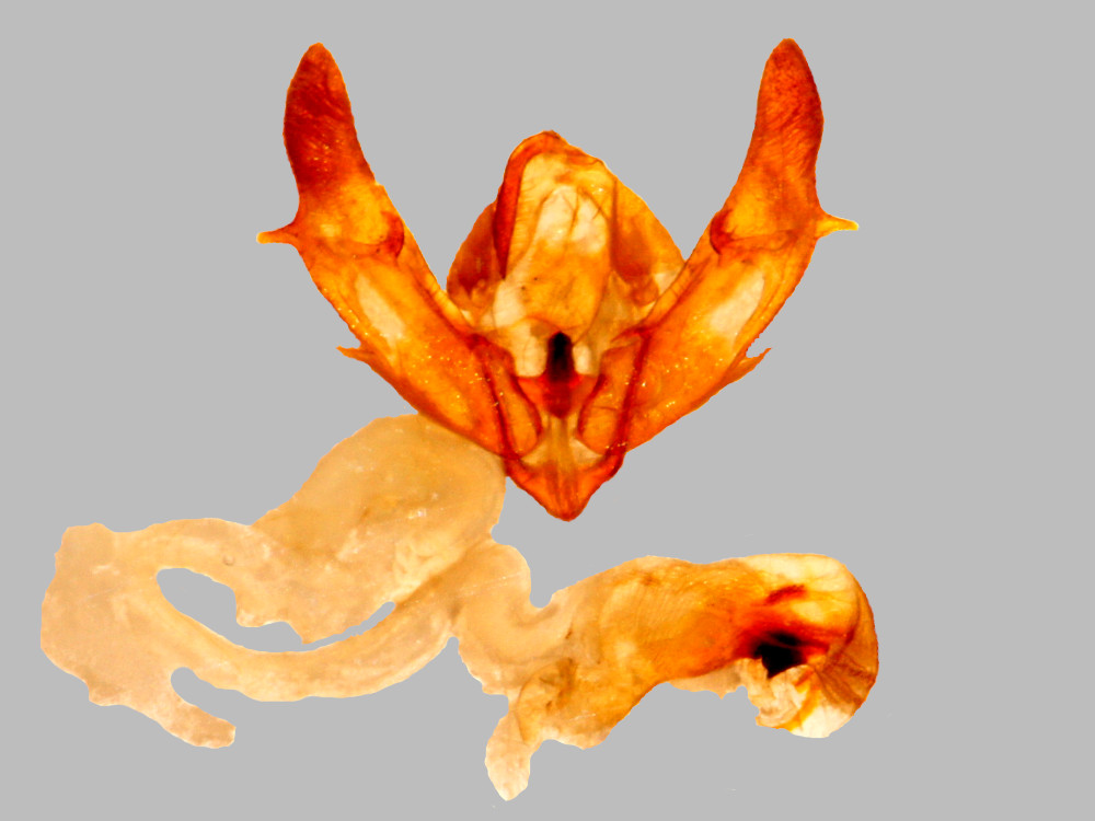 Bild Nr.10212 zum Vergrößern klicken Bild Nr.10212