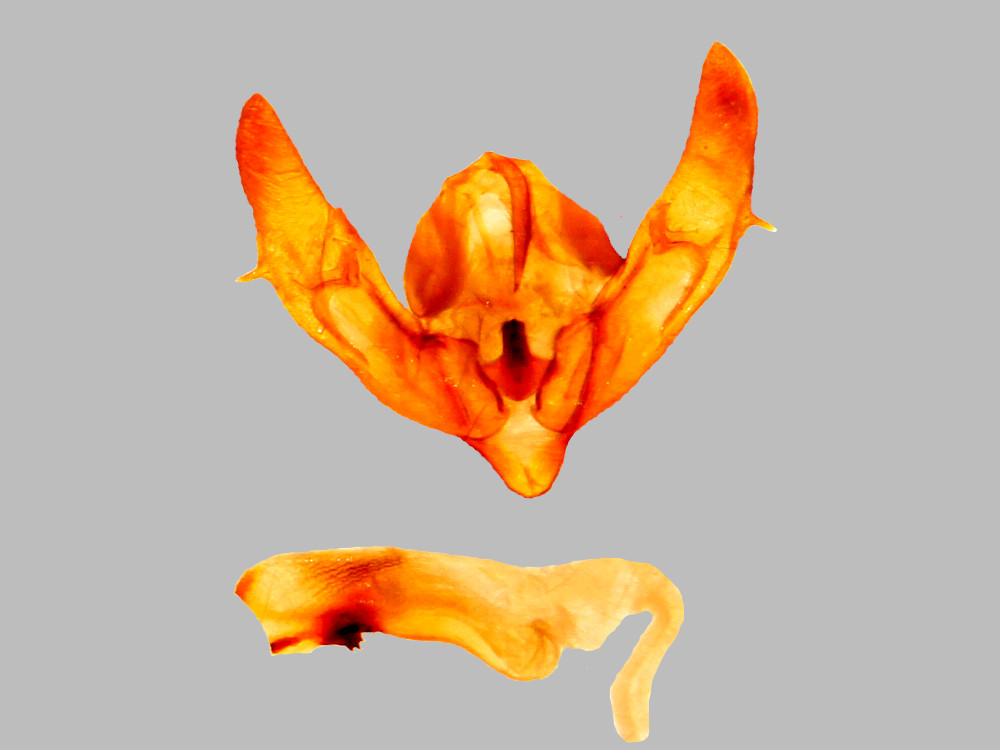 Bild Nr.10212 zum Vergrößern klicken Bild Nr.10212