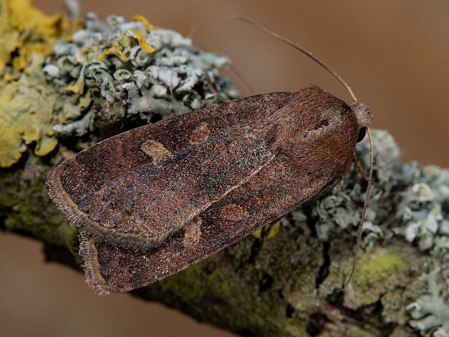 Bild Nr.10212 zum Vergrößern klicken Bild Nr.10212