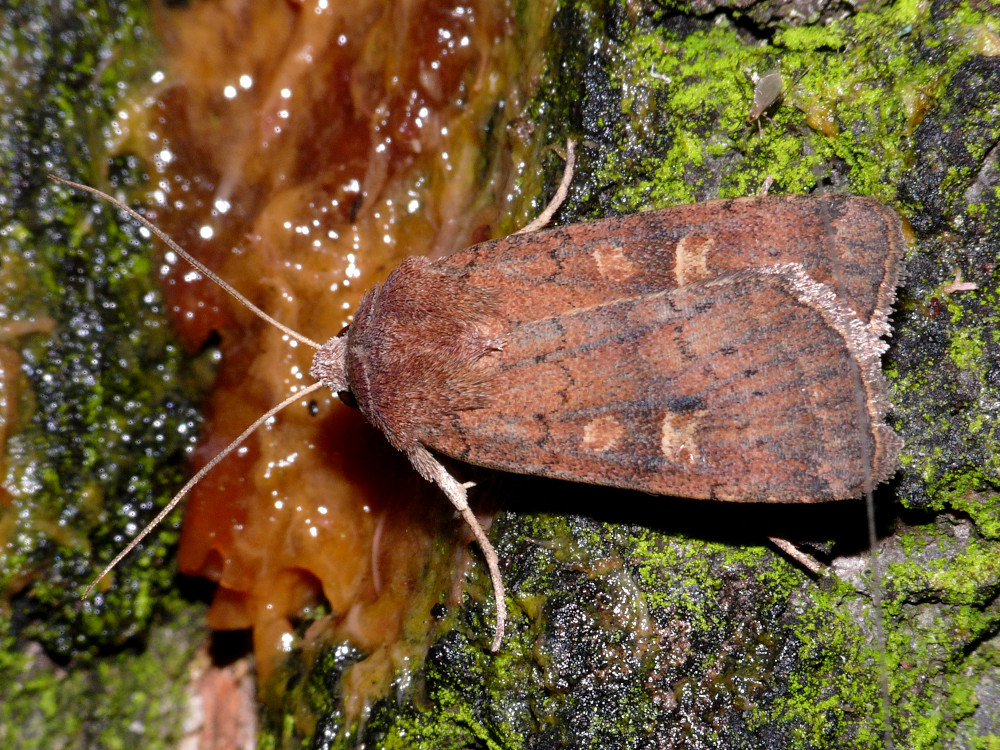 Bild Nr.10212 zum Vergrößern klicken Bild Nr.10212