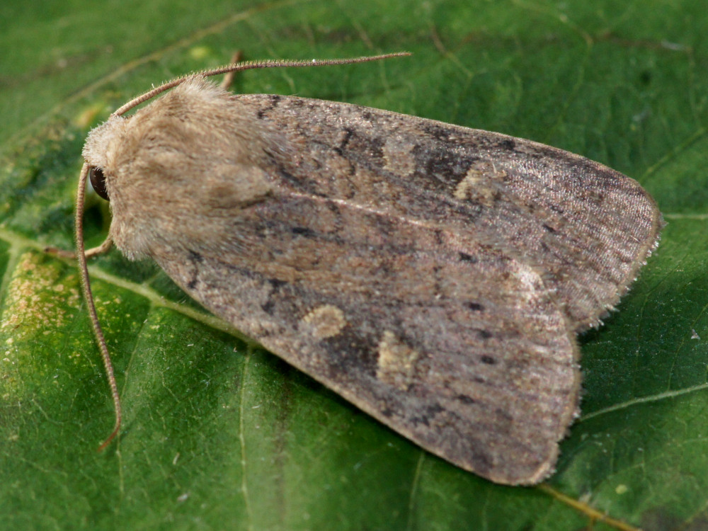 Bild Nr.10212 zum Vergrößern klicken Bild Nr.10212