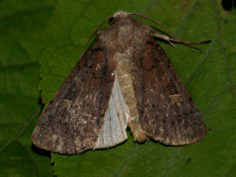 Bild Nr.10212 zum Vergrößern klicken Bild Nr.10212