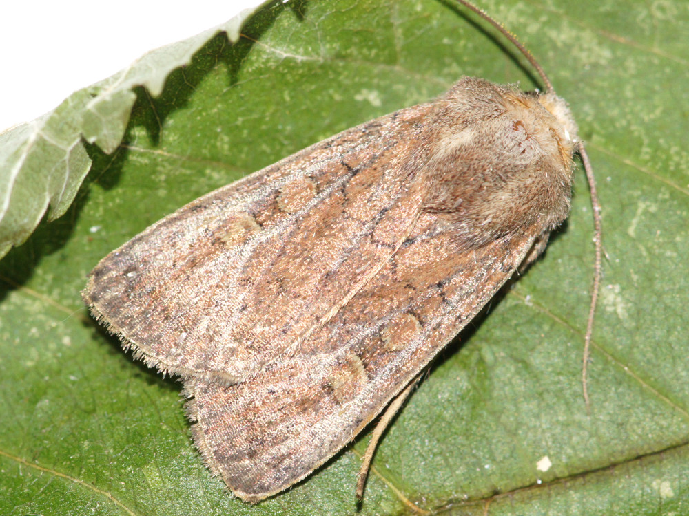 Bild Nr.10212 zum Vergrößern klicken Bild Nr.10212