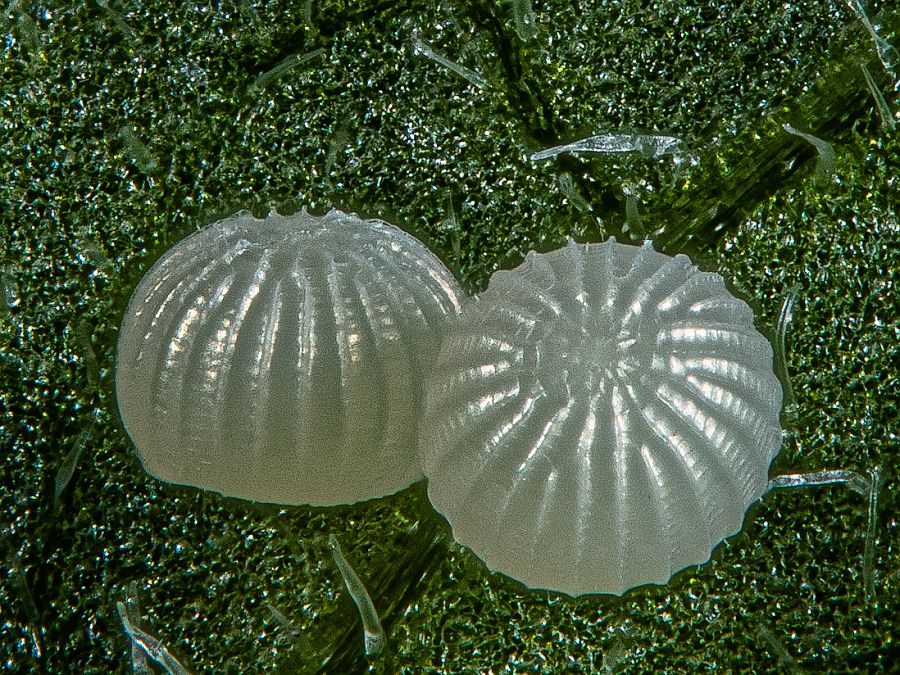 Bild Nr.10212 zum Vergrößern klicken Bild Nr.10212