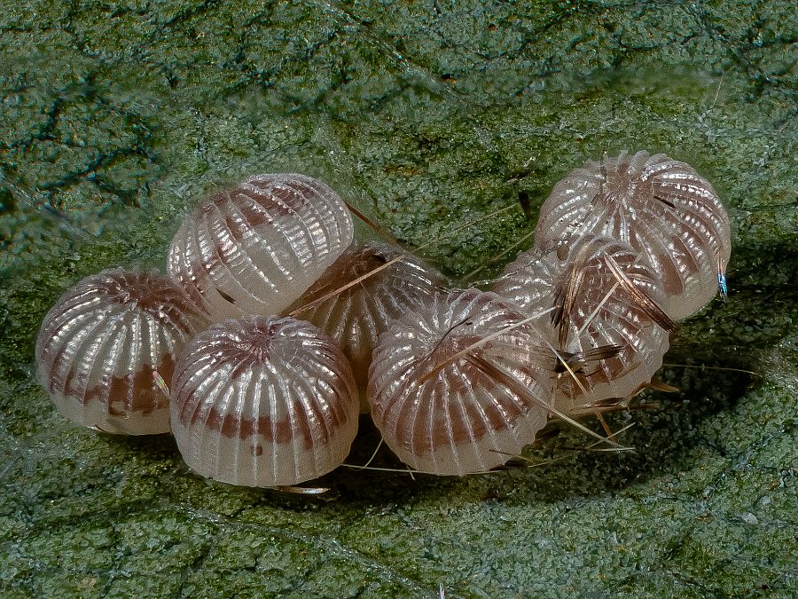 Bild Nr.10212 zum Vergrößern klicken Bild Nr.10212