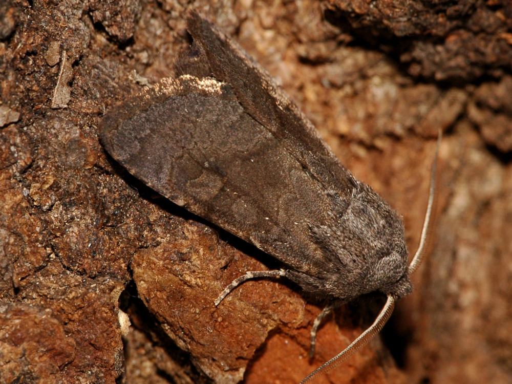 Bild Nr.10224 zum Vergrößern klicken Bild Nr.10224