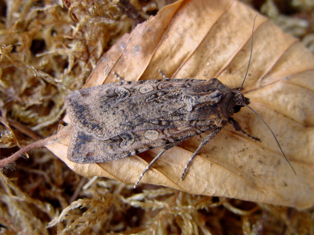 Bild Nr.10238 zum Vergrößern klicken Bild Nr.10238