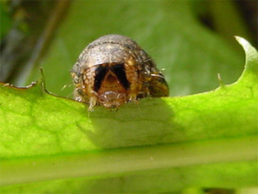 Bild Nr.10238 zum Vergrößern klicken Bild Nr.10238