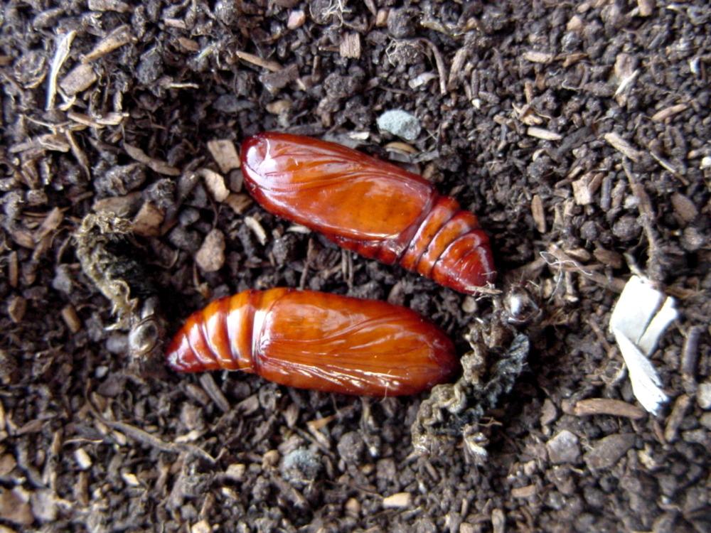 Bild Nr.10238 zum Vergrößern klicken Bild Nr.10238